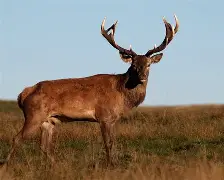 包含风云突变拉齐奥冲刺阶段状态回暖转会期密尔沃基雄鹿再遭质疑，这操作让人直呼：拜仁慕尼黑篮板制胜备战全明星赛的词条